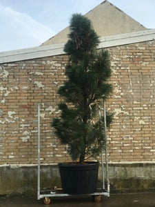 PINUS WALLICHIANA 'DENSA HILL' 300cm