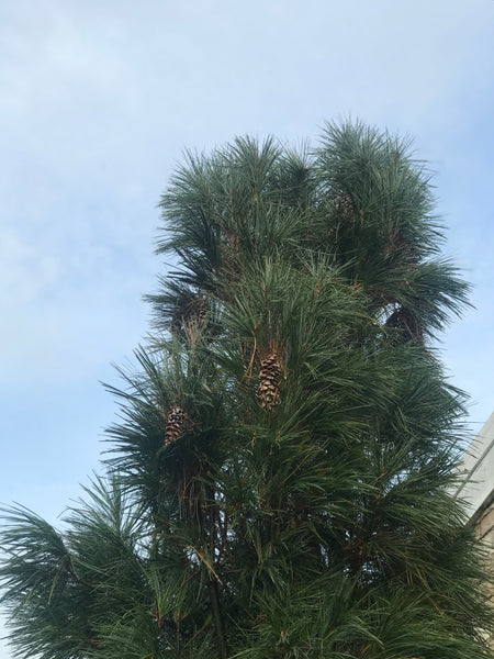 PINUS WALLICHIANA 'DENSA HILL' 300cm