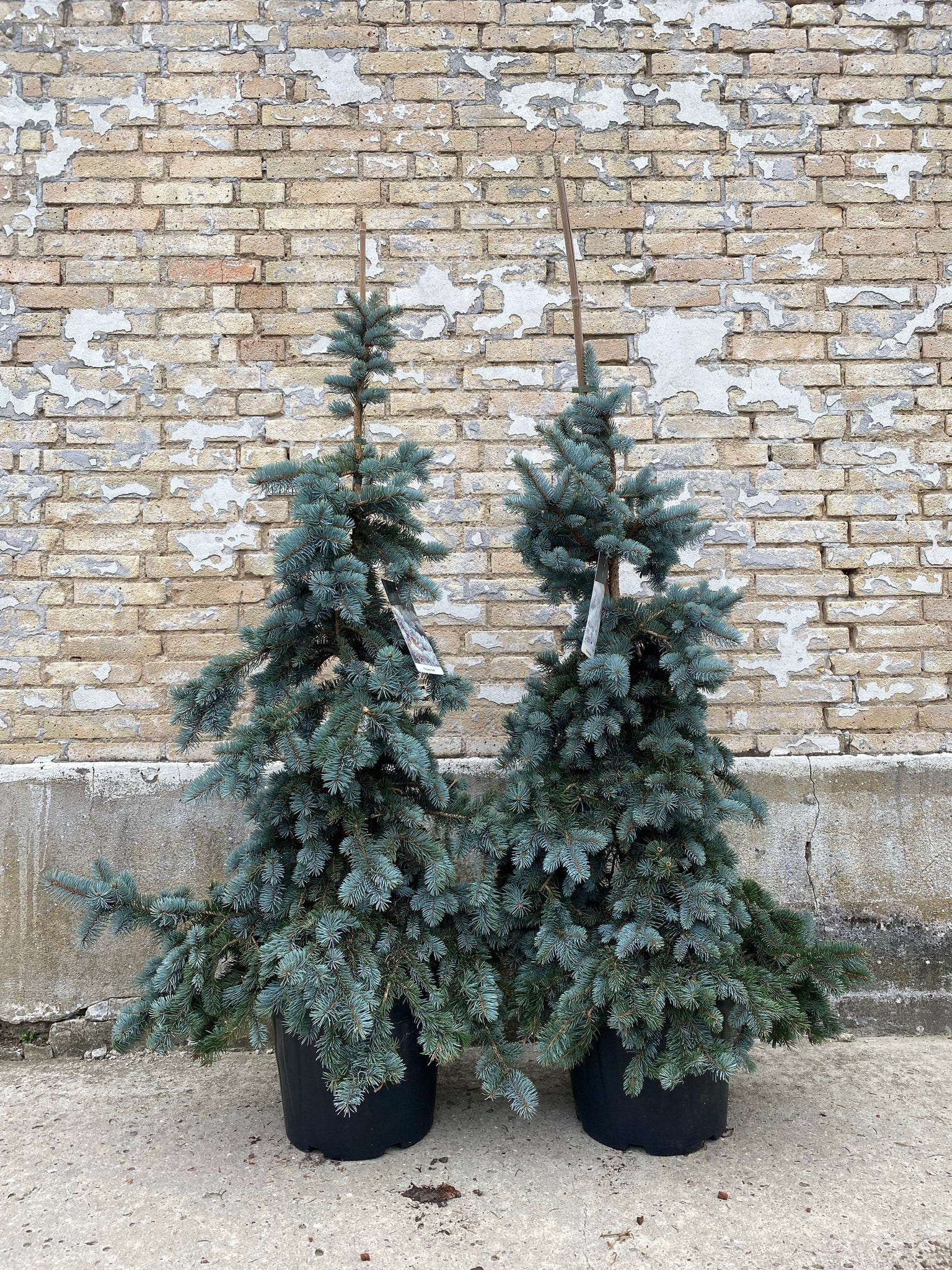 PICEA PUNGENS ‘Koster’ / 170cm
