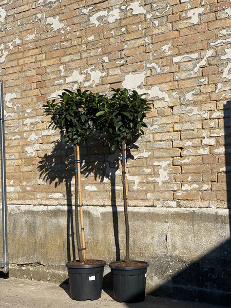 LAURBÆRKIRSEBÆR ‘Prunus laurocerasus’ / 150cm