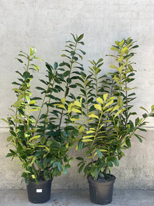 LAURBÆR ‘Prunus Novita ’ / 160cm