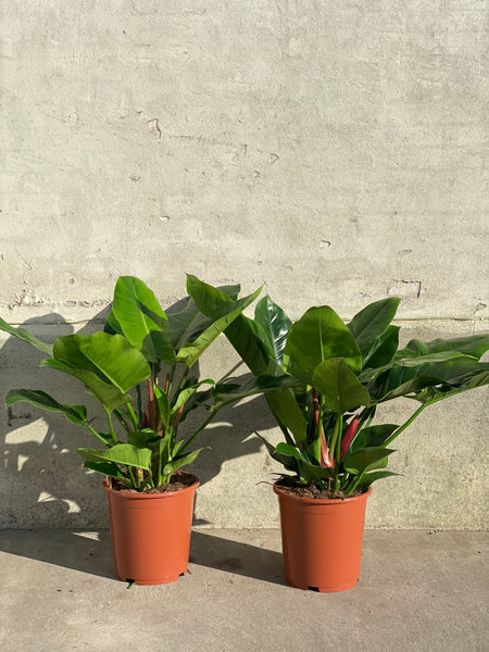 PHILODENDRON IMPERIAL GREEN