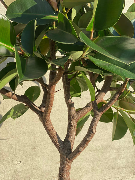 GUMMITRÆ ‘Ficus Elastica Robusta’ / 180cm