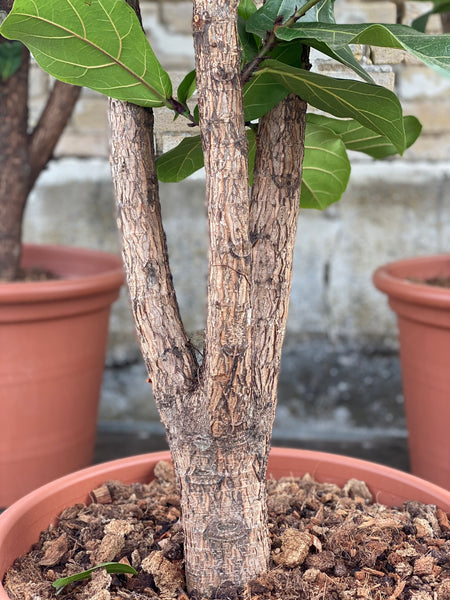 VIOLINFIGEN “Ficus Lyrata” / 200cm