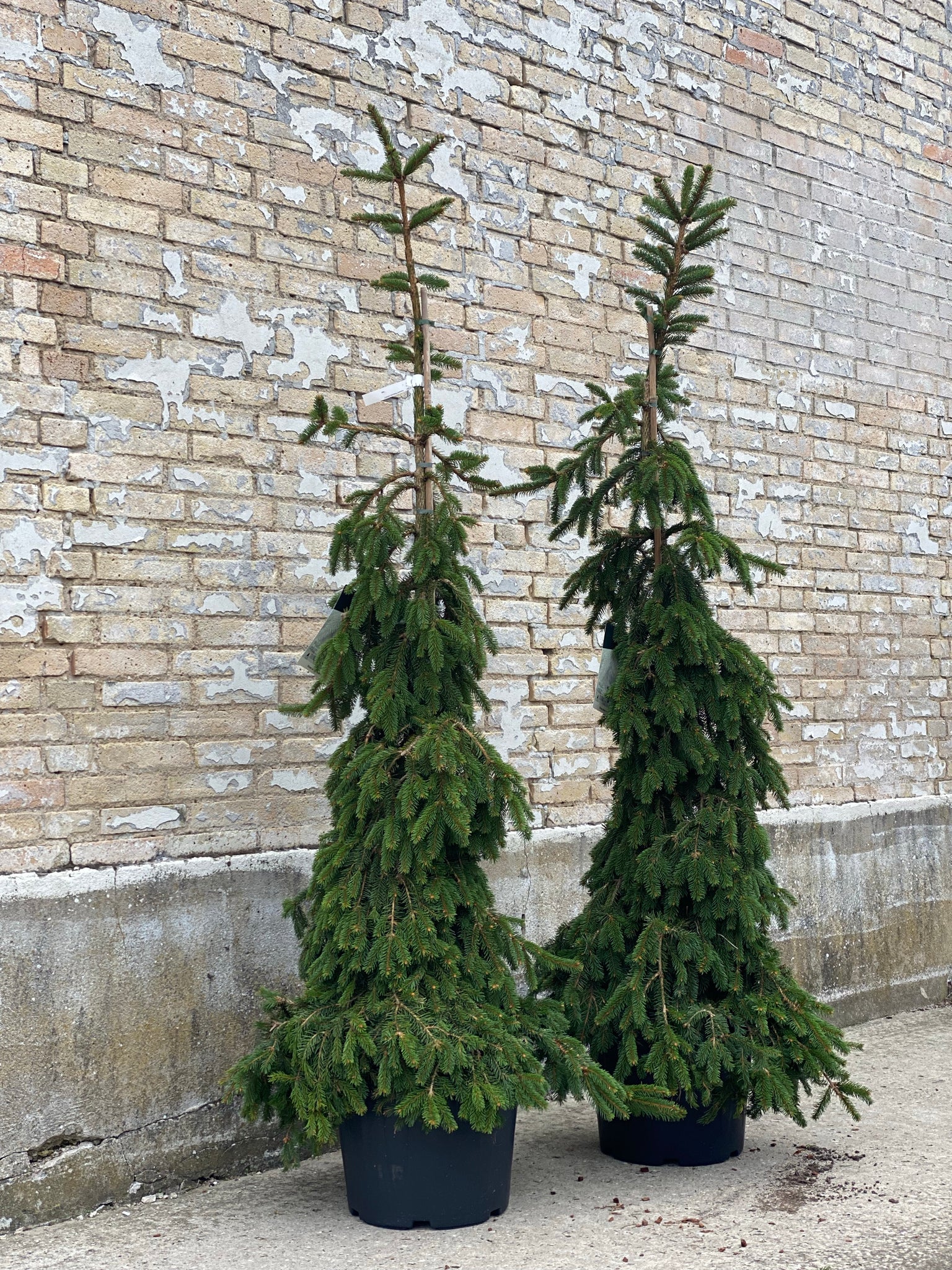PICEA ABIES ‘Inversa’ / 180cm