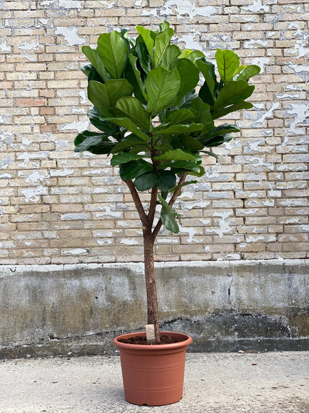 VIOLINFIGEN 'Ficus Lyrata' opstammet / Flere størrelser