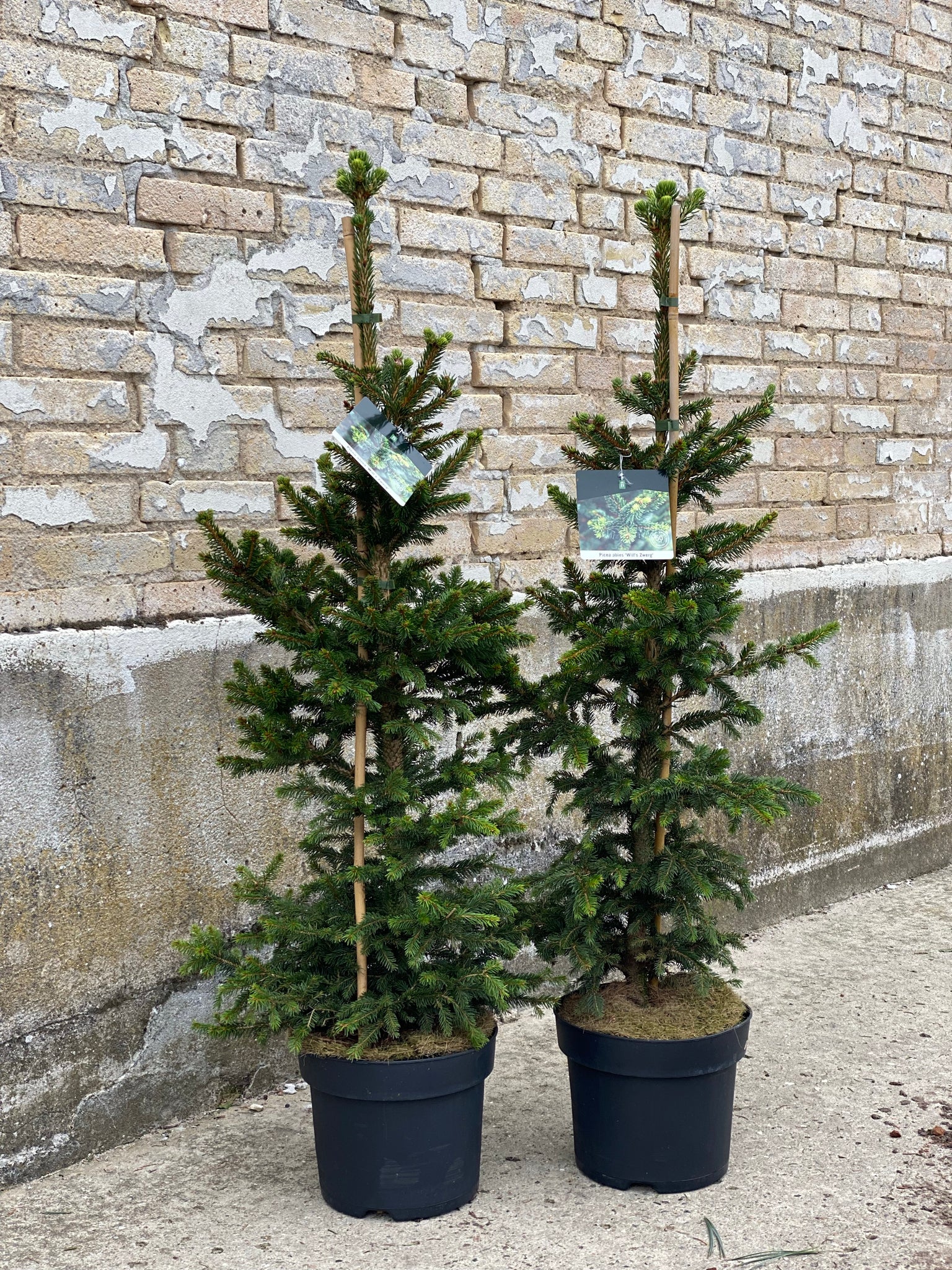PICEA ABIES ‘Will’s zwerg’ / 130cm