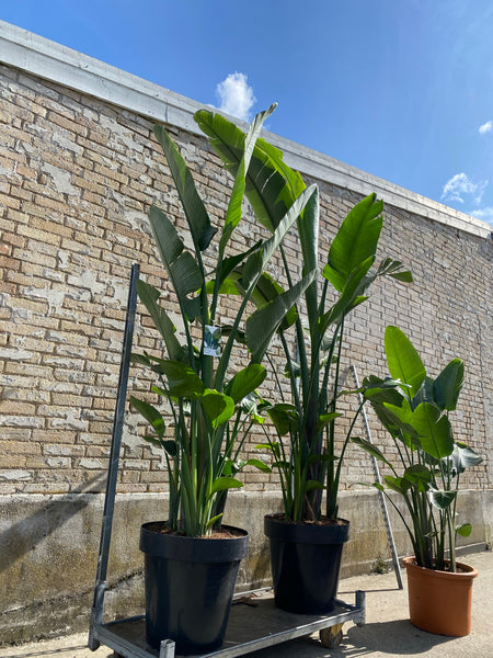STRELITZIA NICOLAI / 300cm