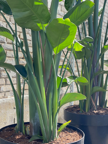 STRELITZIA NICOLAI / 300cm