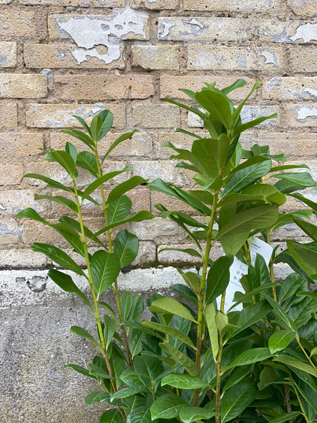 LAURBÆR ‘Prunus Novita ’ / 140cm