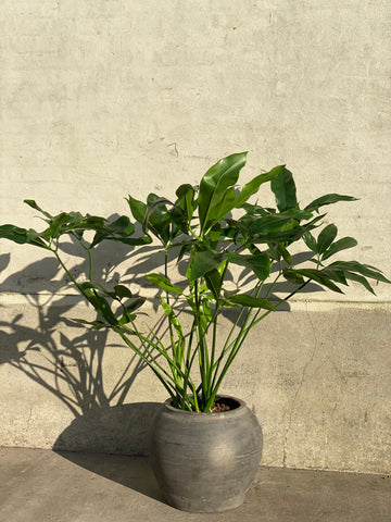 Planter - - Udendørsplanter - Strelitzia Nicolai – Supergront Shop