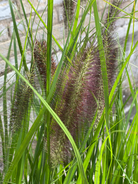 GRÆS ‘Pennisetum alopecuroides’ / 120cm