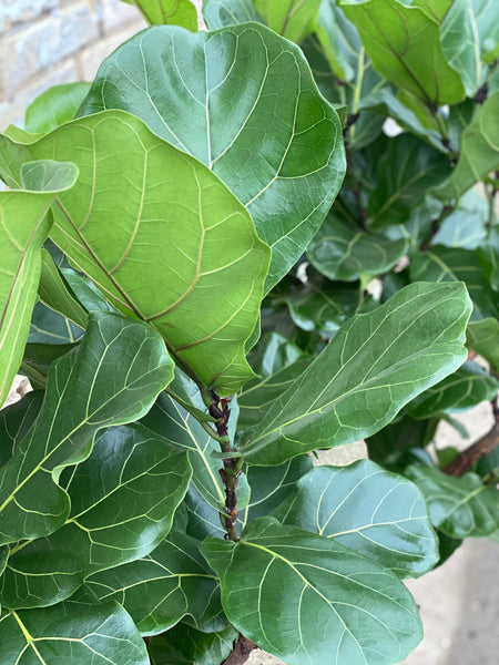 VIOLINFIGEN ‘Ficus Lyrata’ / 160cm