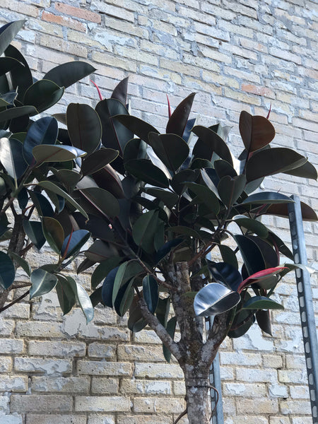FICUS ELASTICA 'ABIDJAN'