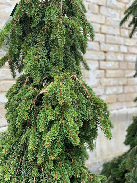 PICEA ABIES ‘Inversa’ / 180cm