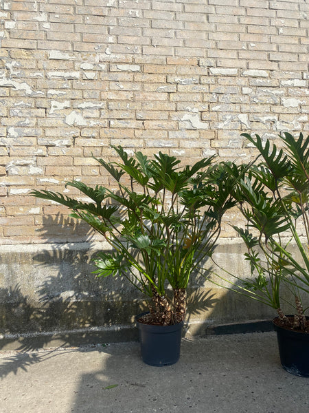 PHILODENDRON ‘Xanadu’ / 120cm