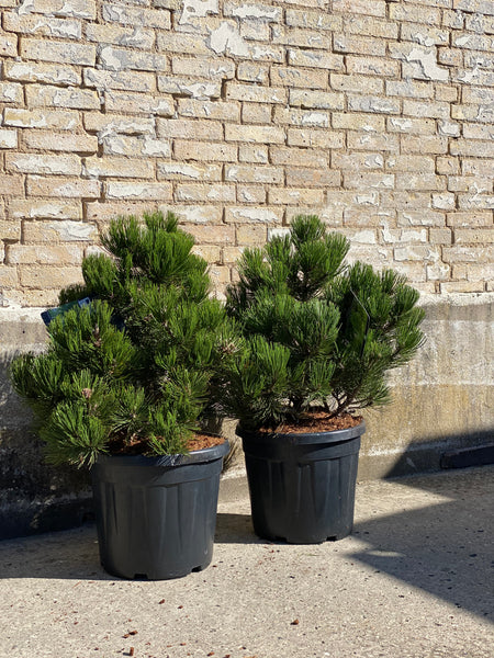 HVIDBARKET FYR ‘Pinus Compact gen’ / 95cm