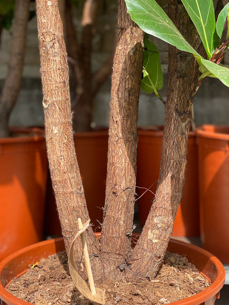 VIOLINFIGEN ‘Ficus Lyrata’ / 160cm