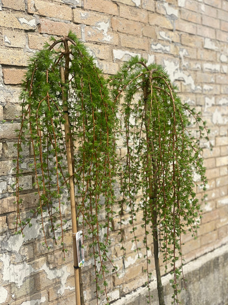 LARIX ‘Stiff Weeper’ / 180cm