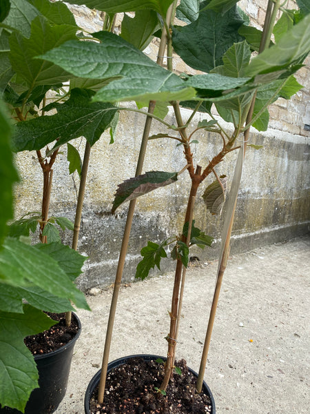 HORTENSIA ‘Hovaria quercifolia’ / 100cm