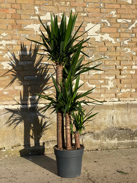 YUCCA / 170cm