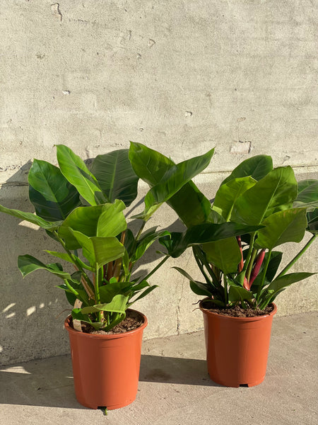 PHILODENDRON IMPERIAL GREEN