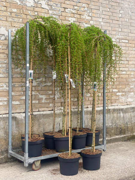 LARIX ‘Stiff Weeper’ / 180cm