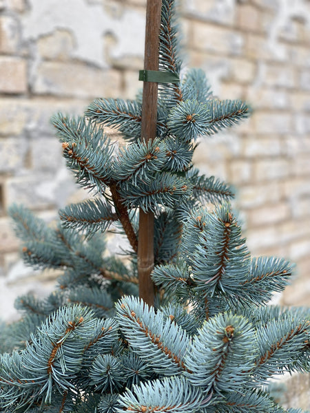 PICEA PUNGENS ‘Koster’ / 170cm