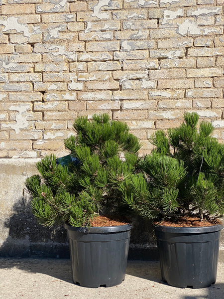 HVIDBARKET FYR ‘Pinus Compact gen’ / 95cm