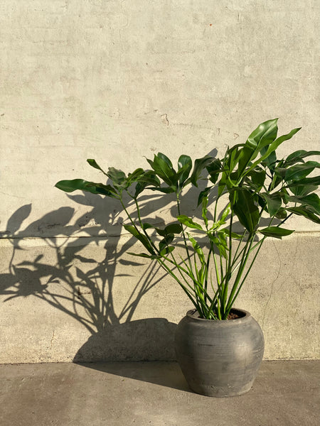PHILODENDRON / 90cm