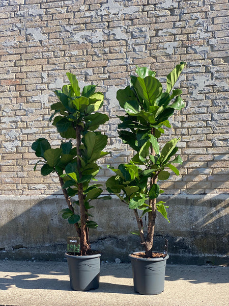VIOLINFIGEN ‘Ficus Lyrata’ Forgrenet / 160cm
