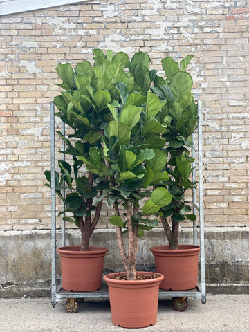 VIOLINFIGEN “Ficus Lyrata” / 230cm
