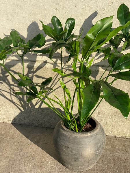 PHILODENDRON / 90cm