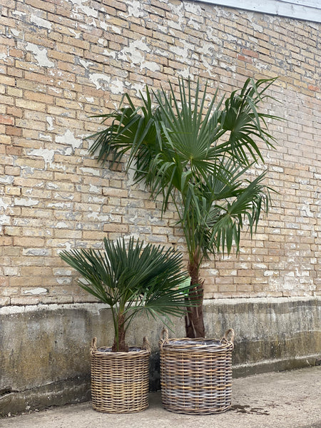 TRACHYCARPUS FORTUNEI / 120cm