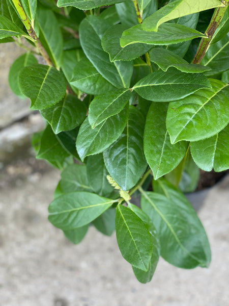 LAURBÆR ‘Prunus Novita ’ / 140cm