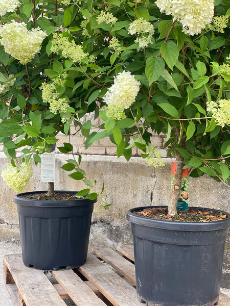 Syrenhortensia ‘Hydrangea Paniculata’ / 165cm