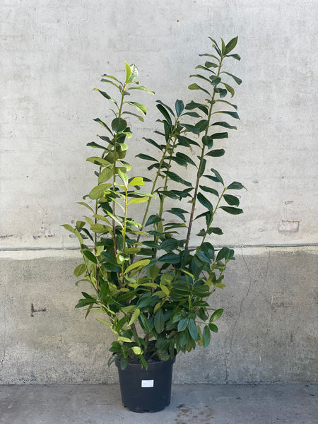 LAURBÆR ‘Prunus Novita ’ / 160cm