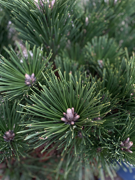 PINUS THINBERGII ‘Sayonara’ / 70cm