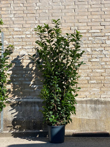KIRSEBÆRLAURBÆR ‘Prunus Ani’ / 180cm