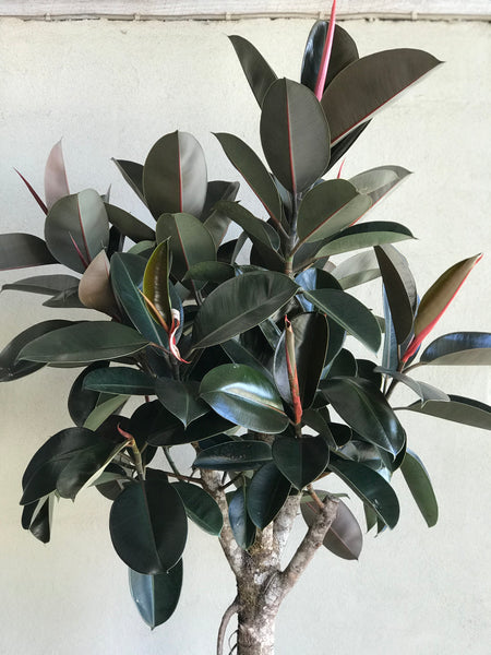 FICUS ELASTICA 'ABIDJAN'