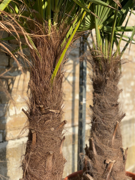 HØRPALME ‘Trachycarpus Fortunei’ / 190cm