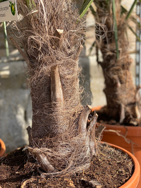 HØRPALME ‘Trachycarpus Fortunei’ / 150cm