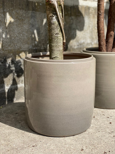 FICUS AUDREY / 180cm