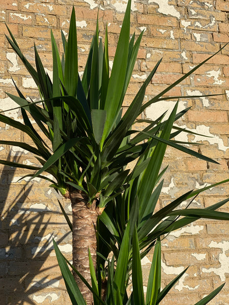 YUCCA / 170cm