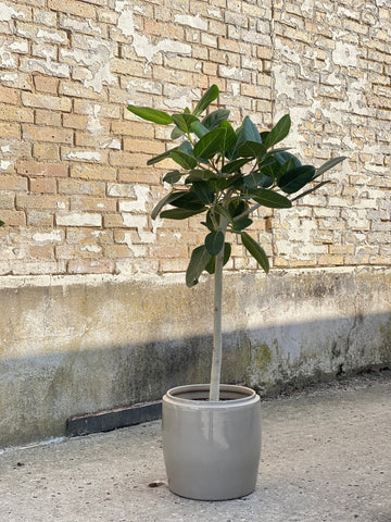 FICUS AUDREY / 100cm