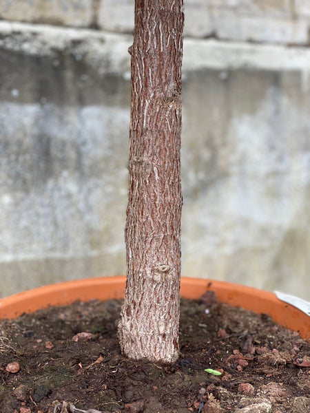 GUMMITRÆ ‘Ficus Elastica Robusta’ / 150cm