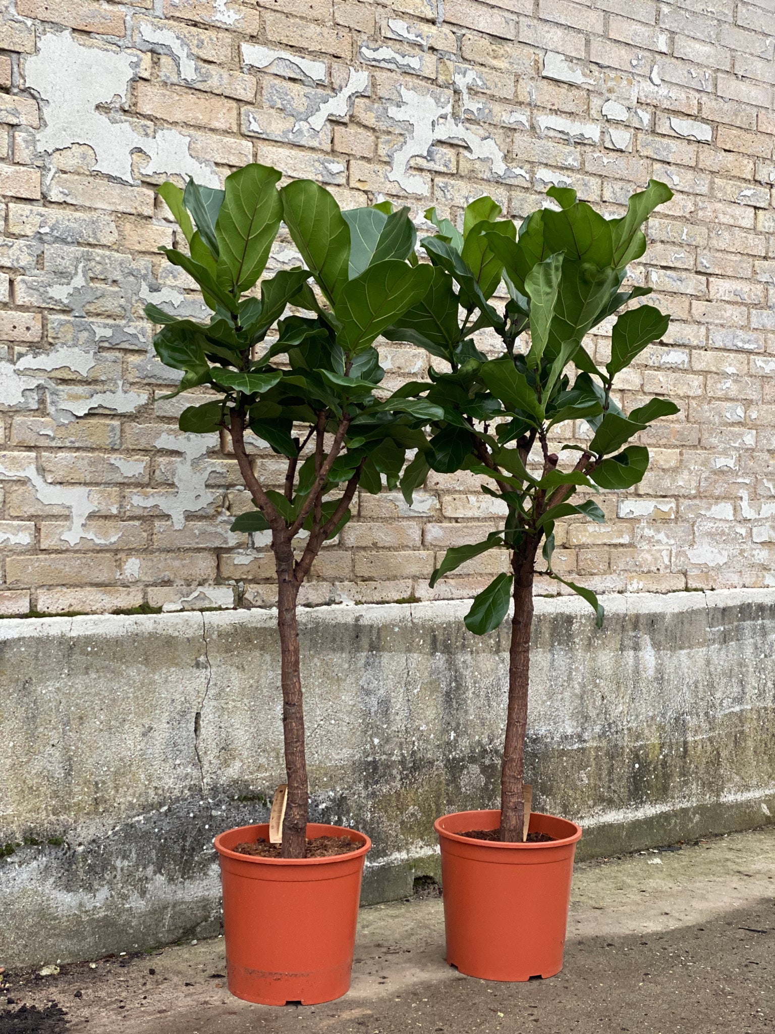 VIOLINFIGEN ‘Ficus Lyrata’ / 150cm