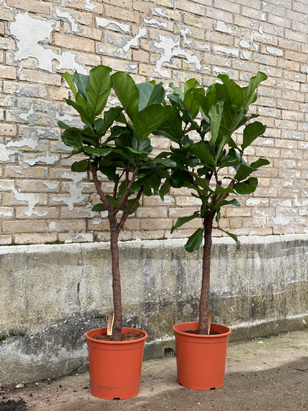 VIOLINFIGEN ‘Ficus Lyrata’ / 150cm