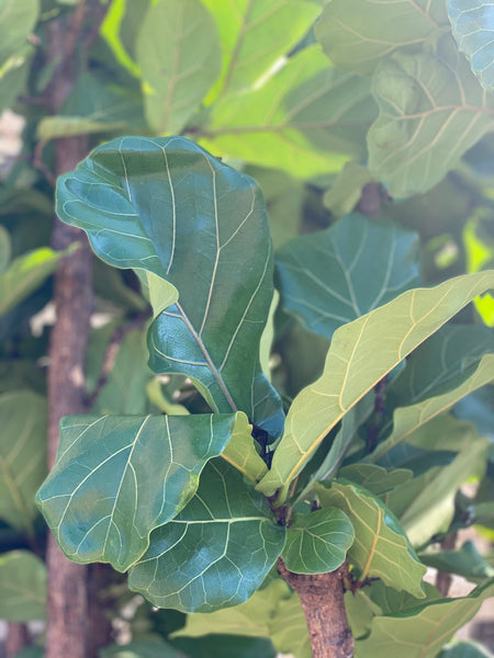 VIOLINFIGEN ‘Ficus Lyrata’ Forgrenet / 160cm