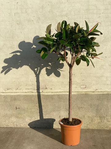 GUMMITRÆ ‘Ficus Elastica Robusta’ / 180cm